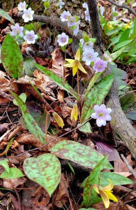 Hepatica thumbnail