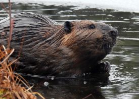 Beaver thumbnail