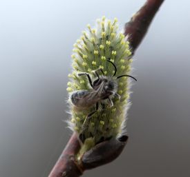 Pussy willow thumbnail