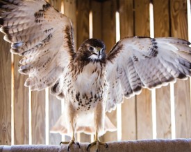 Red Tailed hawk thumbnail