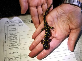 Salamander data thumbnail