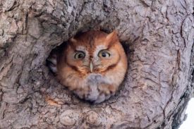 Red morph screech owl thumbnail