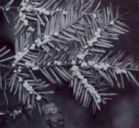 adelgid2.jpg thumbnail