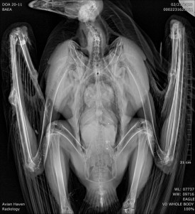 ah-bald-eagle-xray.jpg thumbnail
