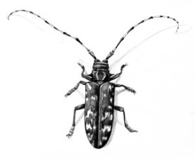 alb.jpg thumbnail