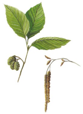 alder.jpg thumbnail