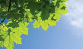 all_leaves_the_same.jpg thumbnail