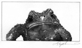 American_Toad.jpg thumbnail