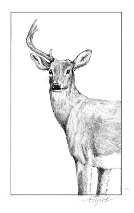 Antler.jpg thumbnail