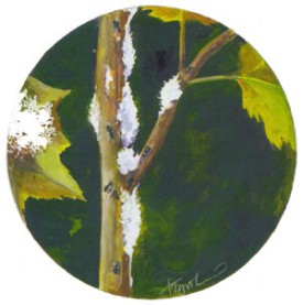 aphid.jpg thumbnail