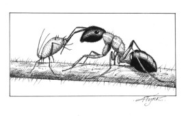 aphid_1.jpg thumbnail