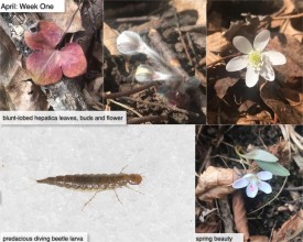 April nature thumbnail