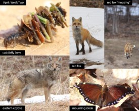 april-week-2-2026.jpg thumbnail