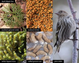 april-week-one-2026.jpg thumbnail
