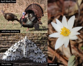 April nature thumbnail