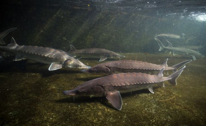 Atlantic sturgeon thumbnail