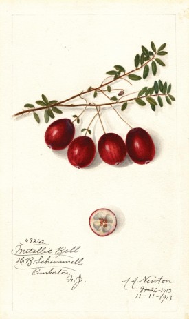 Cranberry thumbnail