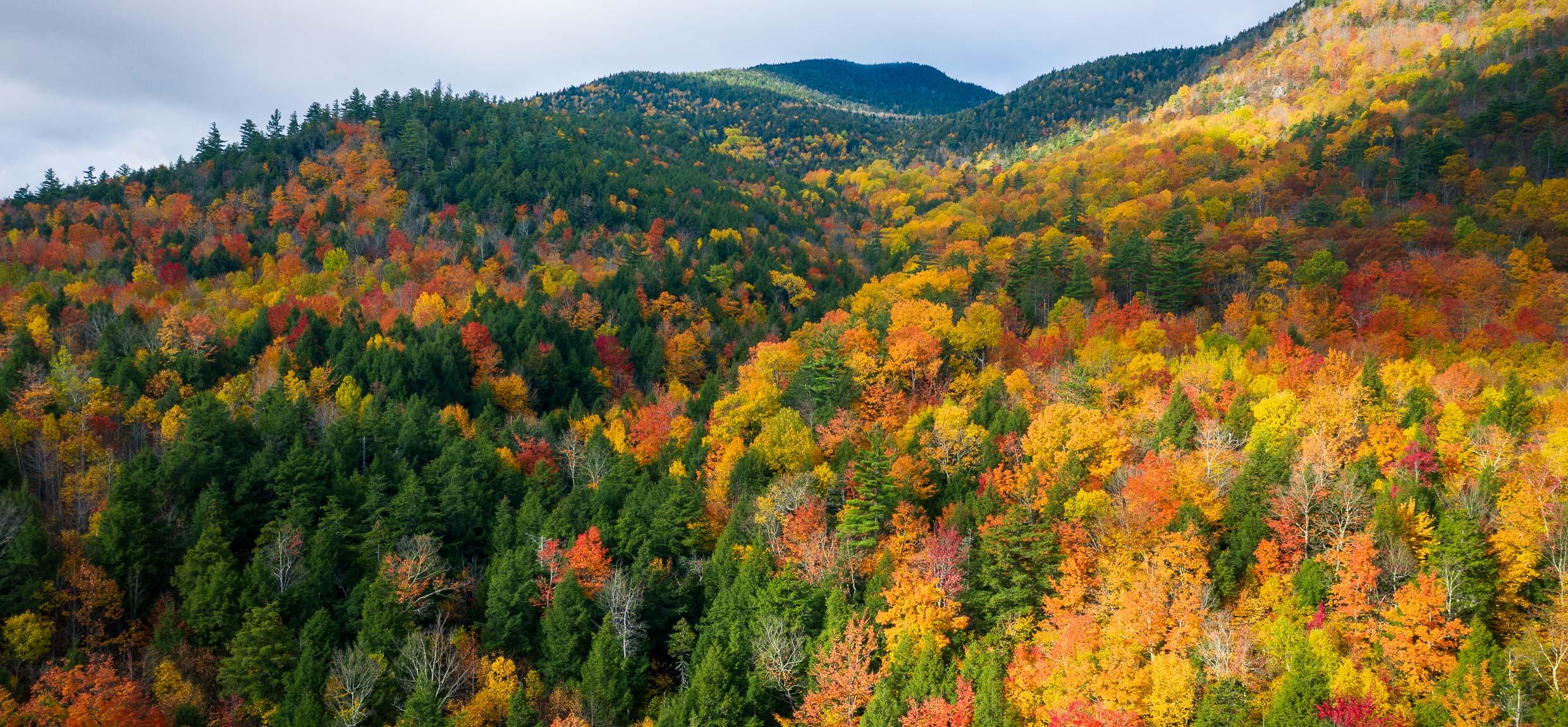 forest background