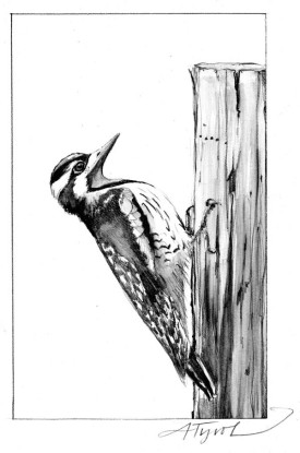backyardbirdpix_pop800.jpg thumbnail