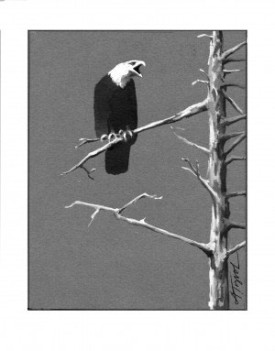 Bald_eagles.jpg thumbnail