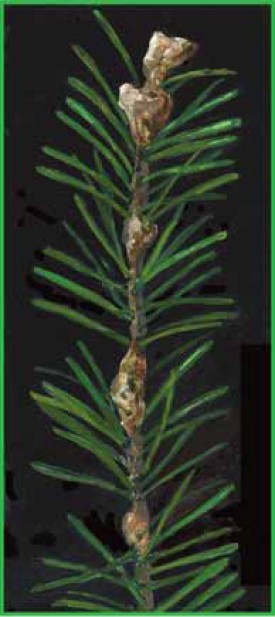 balsam.jpg thumbnail