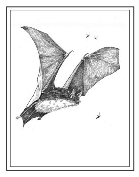 batspix_800.jpg thumbnail
