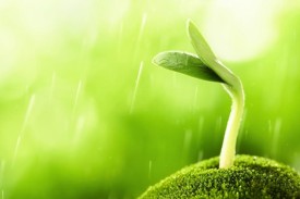 bean-sprout-w.jpg thumbnail