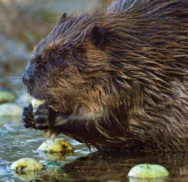 Beaver thumbnail