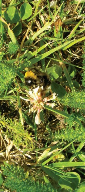 bees.jpg thumbnail