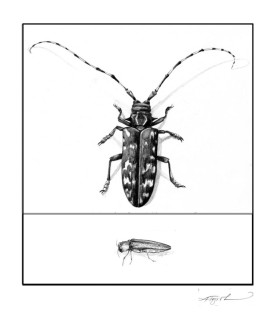 beetlehuntpix_800.jpg thumbnail