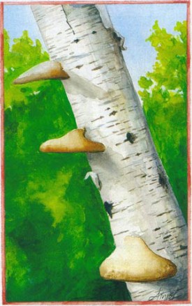 birch_polypore.jpg thumbnail