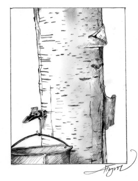 Birch_w.jpg thumbnail