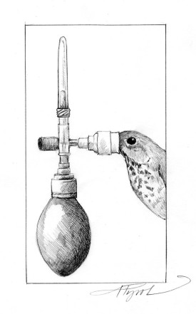 bird_breath_isotrope.jpg thumbnail