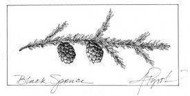 Black_Spruce_web.jpg thumbnail
