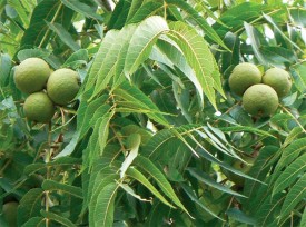 black_walnut_1.jpg thumbnail