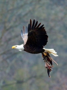 blad-eagle-with-opossum.jpg thumbnail