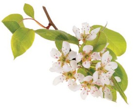 blossom.jpg thumbnail