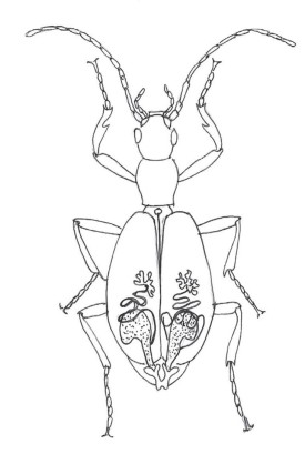 Beetle insides thumbnail