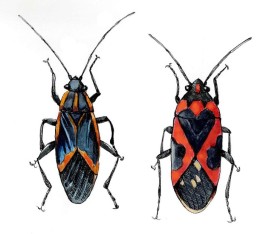Boxelder vs milkweed thumbnail
