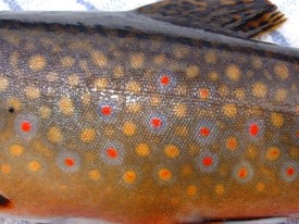 brookie_use800.jpg thumbnail