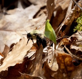 Bumble bee thumbnail