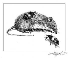 burying_beetle_w.jpg thumbnail