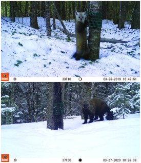 Camera trapping thumbnail