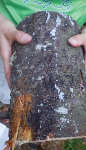 cankers_climate.jpg thumbnail