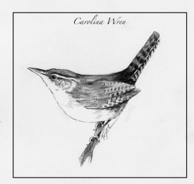Carolina_wren.jpg thumbnail