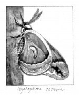 cecropia_thumb.jpg thumbnail