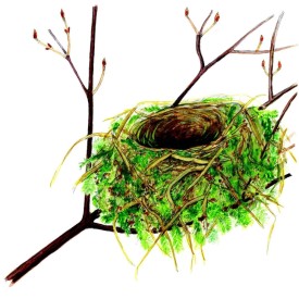 Cedar waxwing nest thumbnail