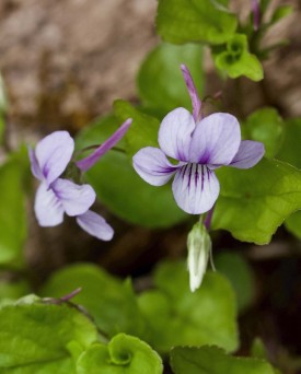 center_violets.jpg thumbnail