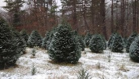 Christmas-tree-blog-web.jpg thumbnail