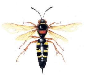 Cicada thumbnail